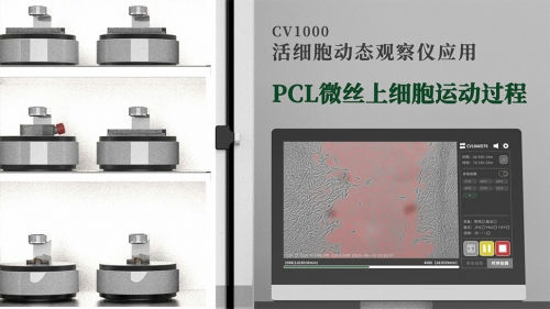 PCL微絲上細胞運動過程